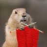 marmotte furtive