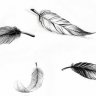 Poupinetteplume