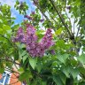 LiliPanini