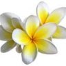Fleurs