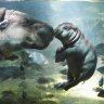 Hippooizeau