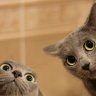 squirrels