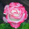 MamanRose