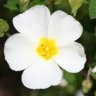 Fleur-de-ciste