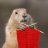 marmotte furtive