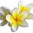 Fleurs