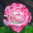 MamanRose