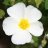 Fleur-de-ciste